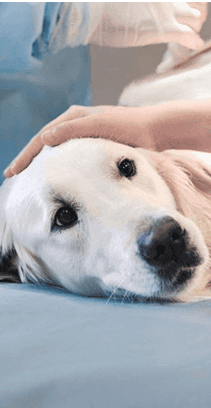 Собака білого кольору