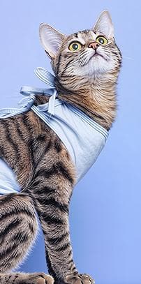 Смугастий кіт дивиться у верх