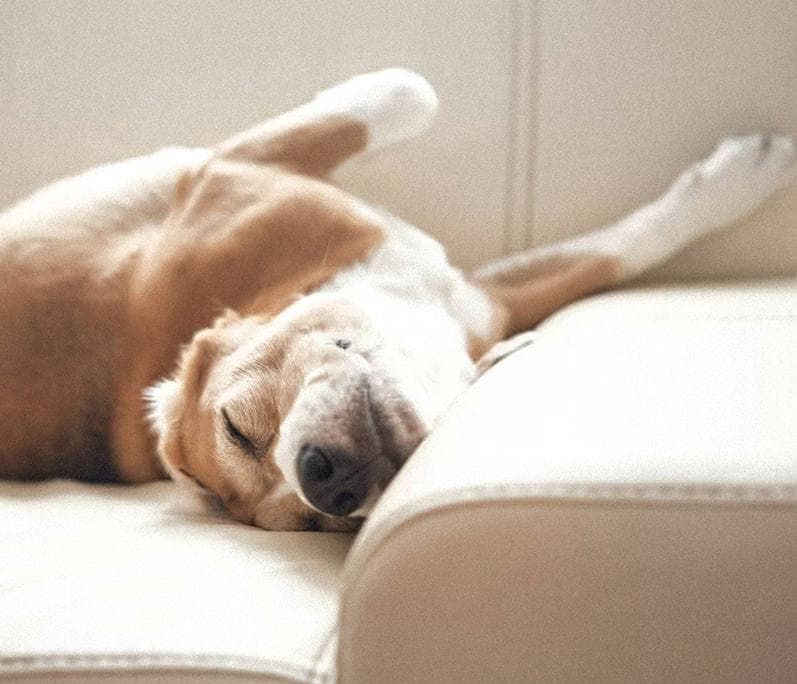 Собака на ліжку