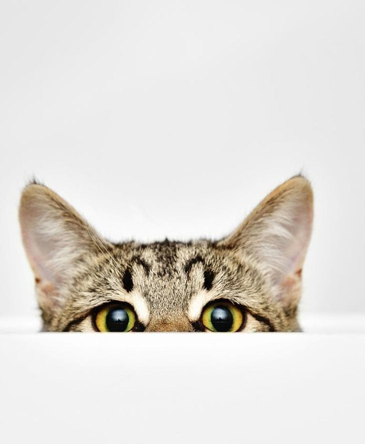 Лікар оглядає кота