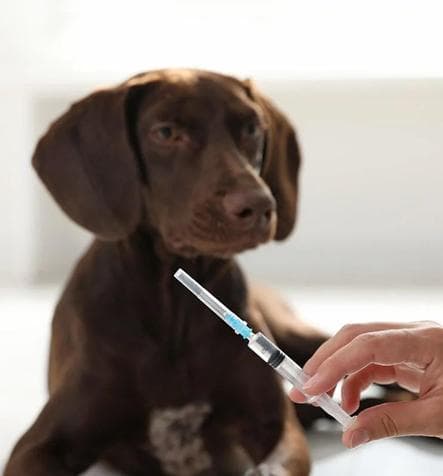 Собака коричневого кольору