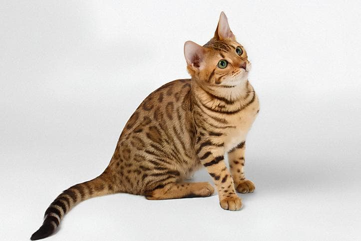 Рудий кіт дивиться угору