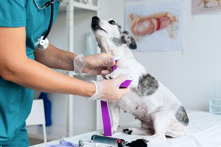 Собаку оглядає доктор