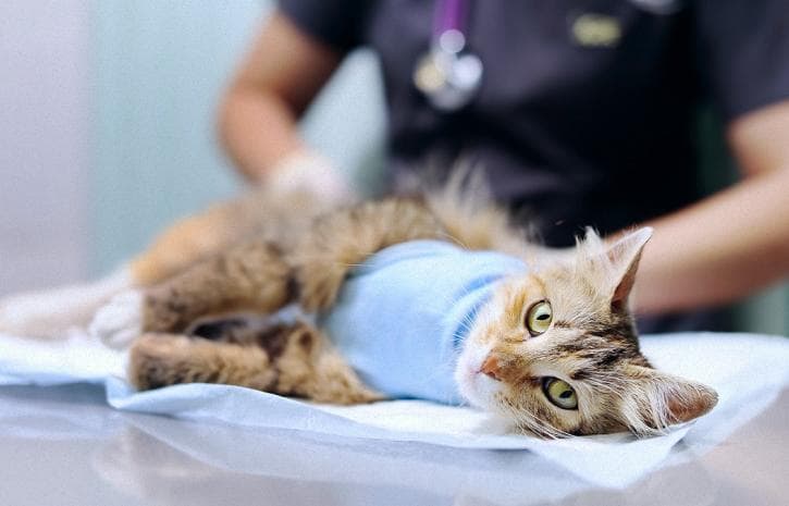 Рудий кіт дивиться угору