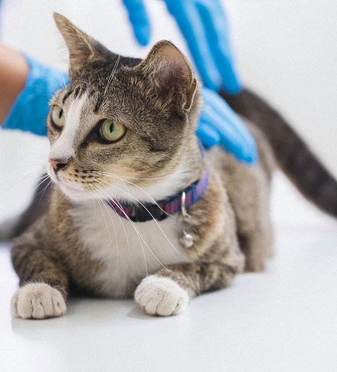 Лікар оглядає кота