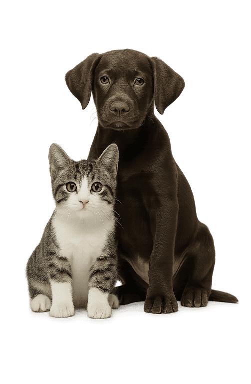 Собака і кіт сидять поряд