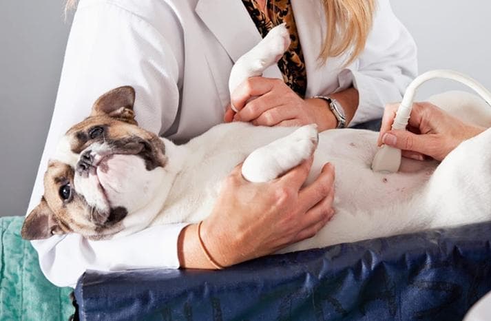 Собаці роблять УЗД